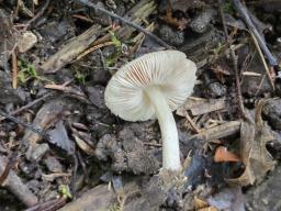 Pluteus diettrichii