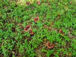Russula melliolens