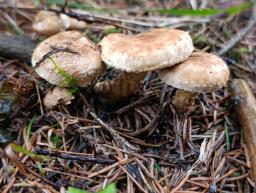 Mallocybe terrigena