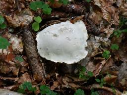 Boletus edulis