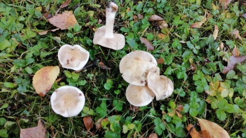 Hebeloma leucosarx