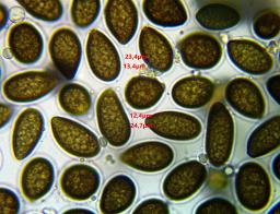 Juglanconis juglandina
