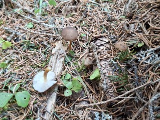 Strobilurus esculentus