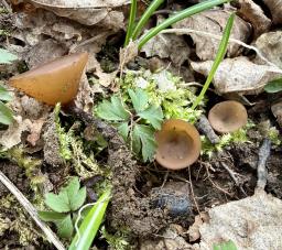 Dumontinia tuberosa