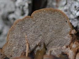 Phellinus viticola