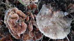 Abortiporus biennis