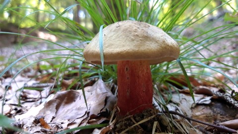 Caloboletus calopus