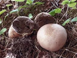 Scleroderma verrucosum