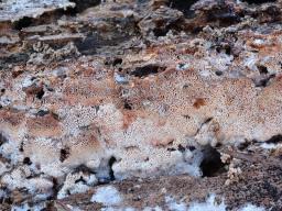 Mycoacia gilvescens
