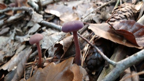 Laccaria amethystina