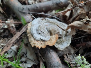 Trametes hirsuta