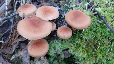 Hypholoma lateritium