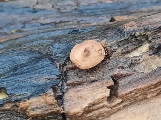 Lentinus brumalis