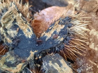 Lanzia echinophila