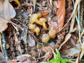 Leotia lubrica