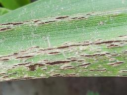 Urocystis colchici