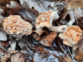 Hydnum umbilicatum