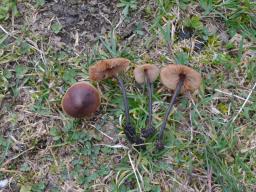 Macrocystidia cucumis