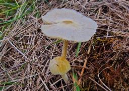 Bolbitius titubans