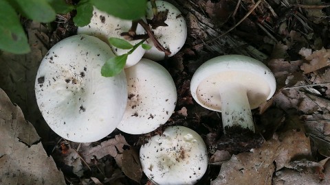 Lactifluus piperatus