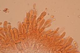 Lyophyllum daonense