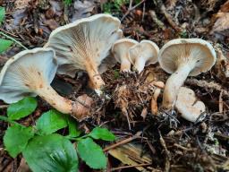 Paralepista gilva