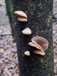 Metuloidea fragrans