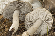 Tricholoma terreum