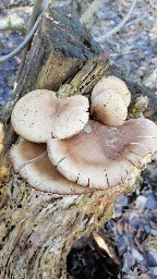 Pleurotus ostreatus