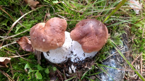 Boletus edulis