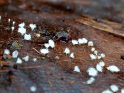 Incrucipulum ciliare