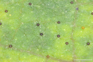 Erysiphe corylacearum