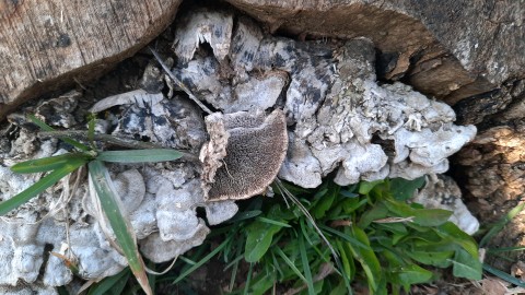 Cerrena unicolor