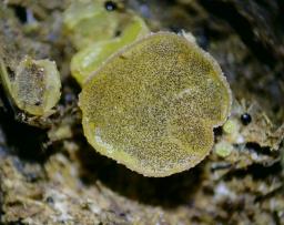 Ascobolus furfuraceus