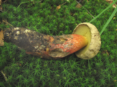 Caloboletus calopus