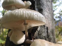 Mucidula mucida