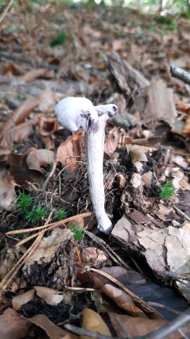 Laccaria amethystina