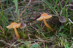 Mycena aetites