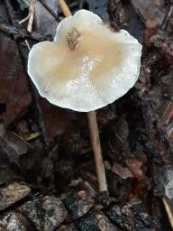 Baeospora myosura