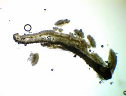 Tapesia lividofusca