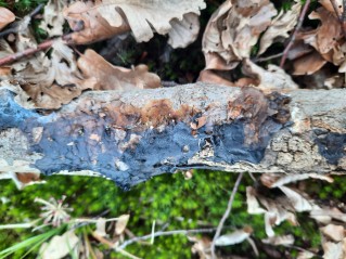 Phaeotremella frondosa