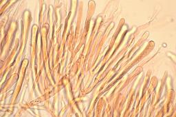 Calocera glossoides