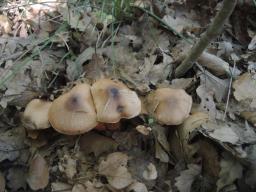 Cortinarius bulliardii