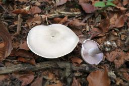 Lepista glaucocana