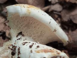 Lactifluus piperatus