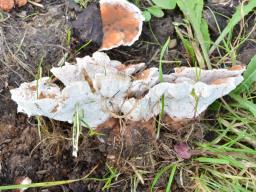 Abortiporus biennis