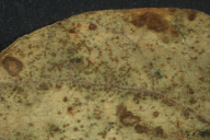 Uromyces appendiculatus