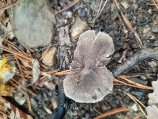 Tricholoma terreum