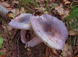Russula amoena
