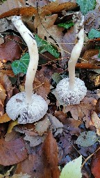 Tricholoma terreum